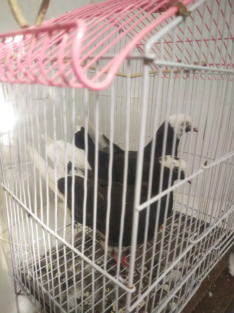 best pigeons — photo 2