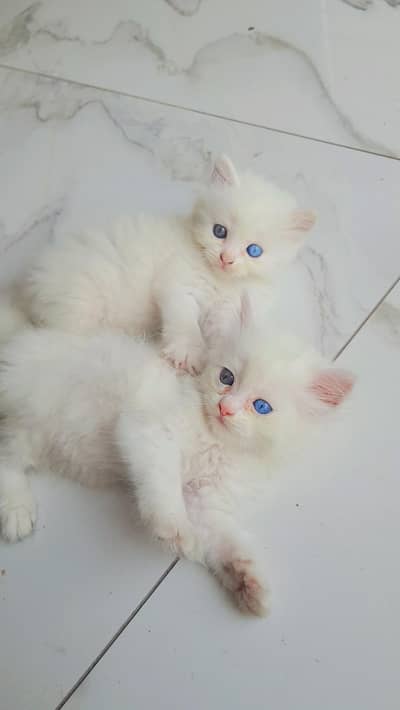 white toys two eyes