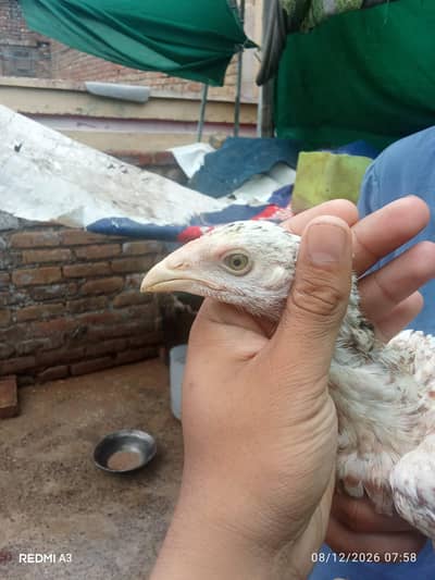 Sindhi aseel Sontol