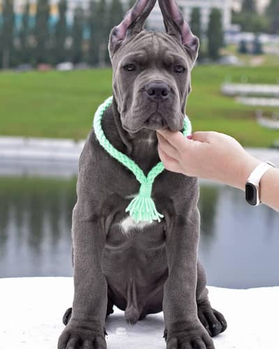 Fresh Imported Cane Corso Puppies available For sale
