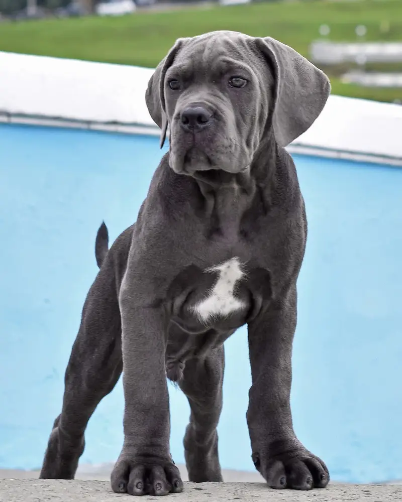 Fresh Imported Cane Corso Puppies available For sale — photo 2