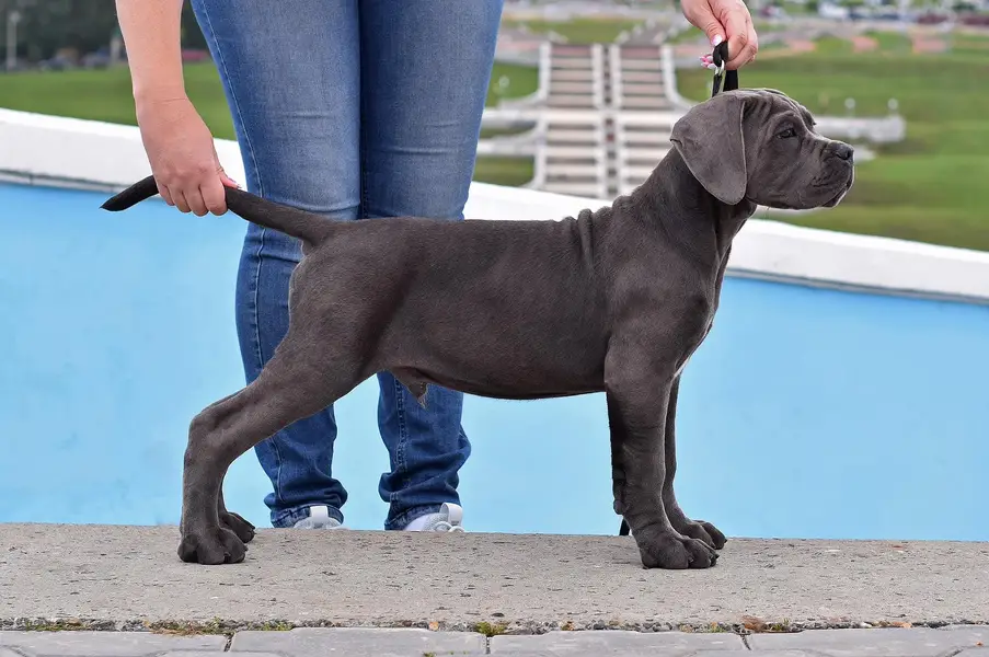 Fresh Imported Cane Corso Puppies available For sale — photo 3