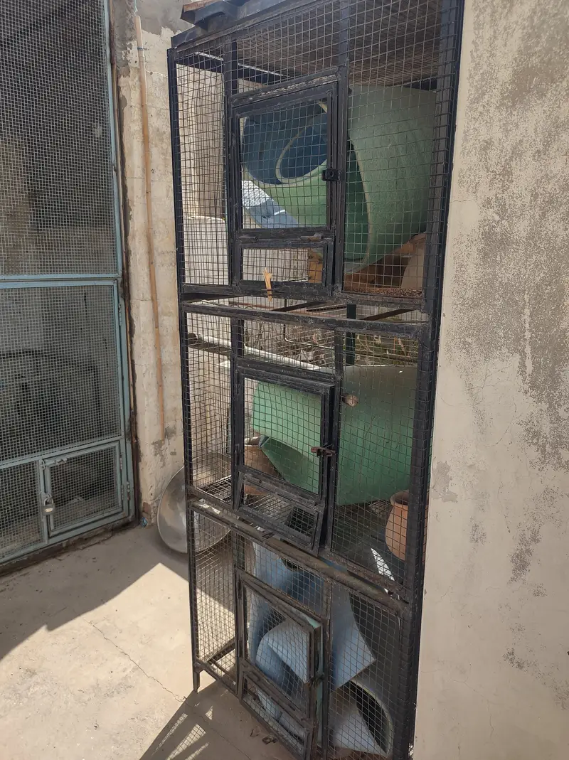 Iron n cages — photo 2