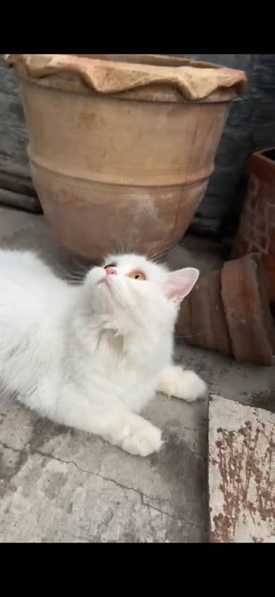 Persian Breed