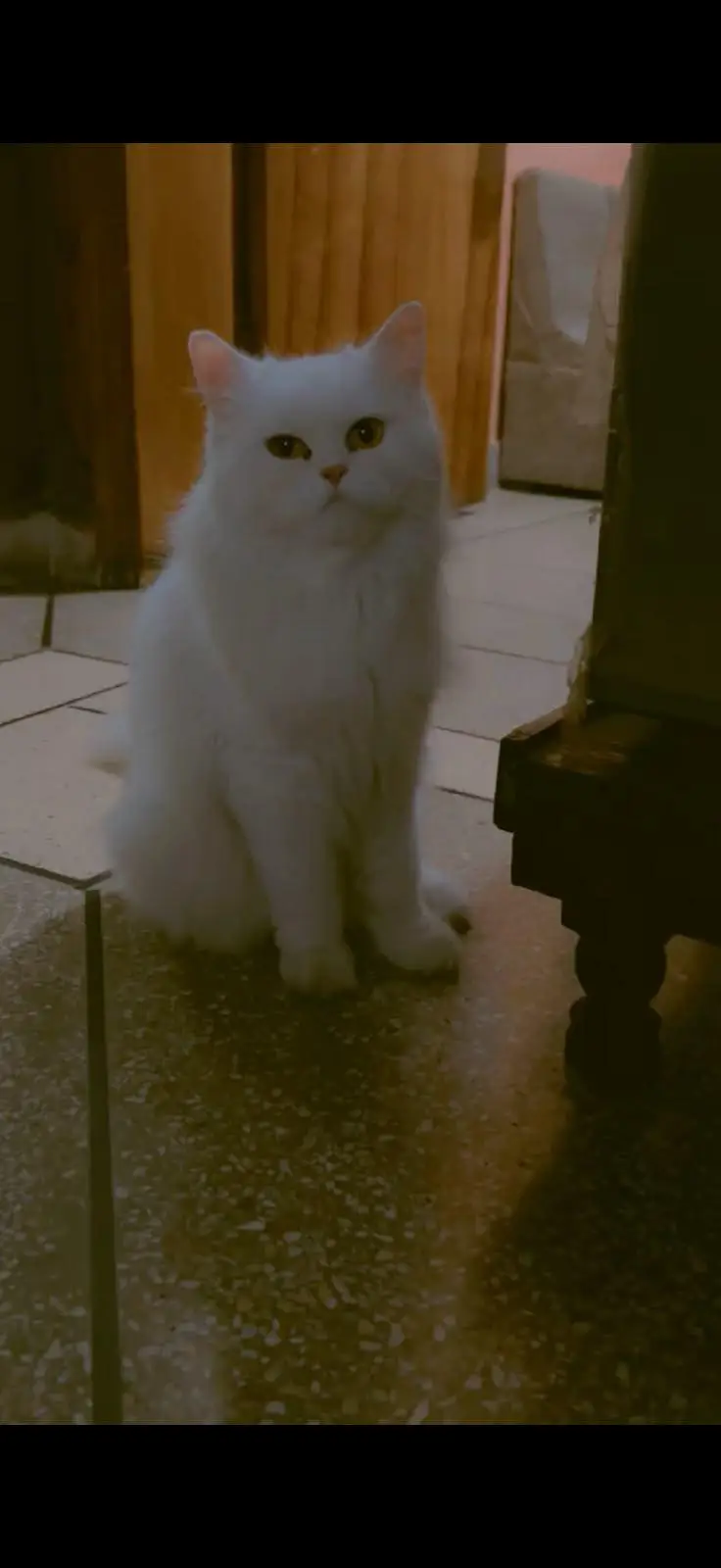 Persian Breed — photo 2