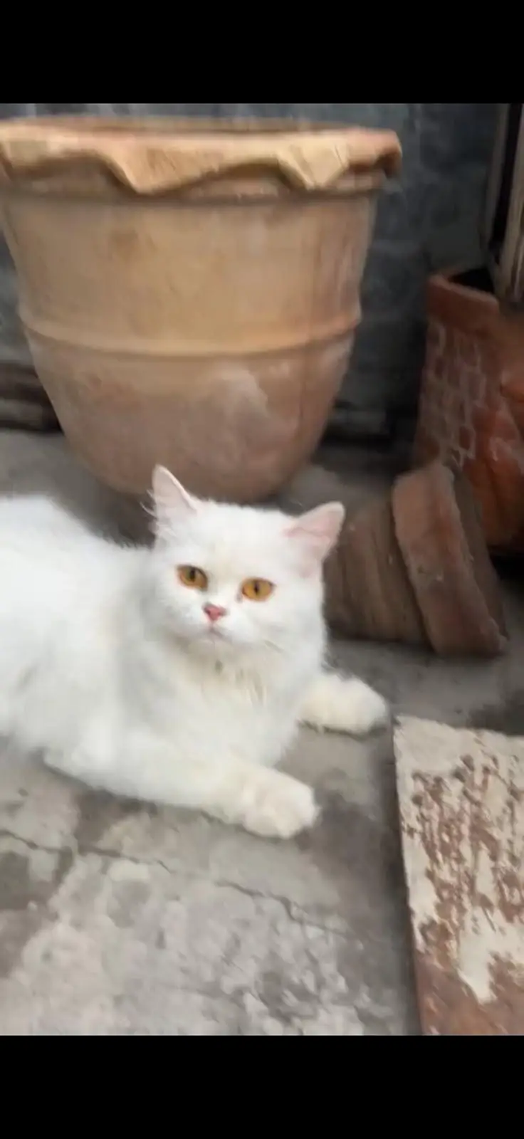 Persian Breed — photo 3