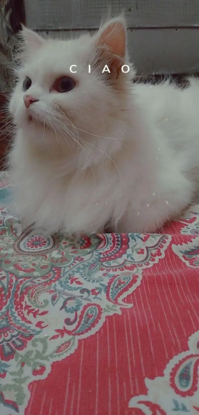 Persian Breed — photo 4