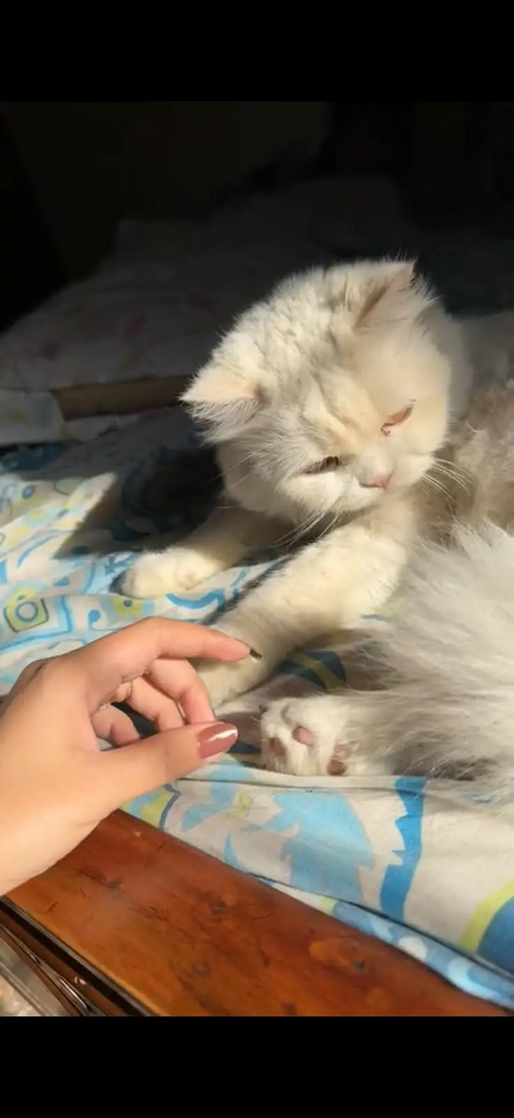 Persian Breed — photo 5