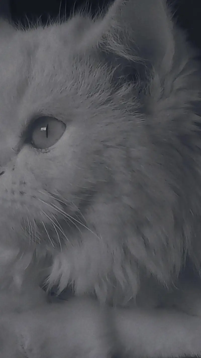 Persian Breed — photo 6