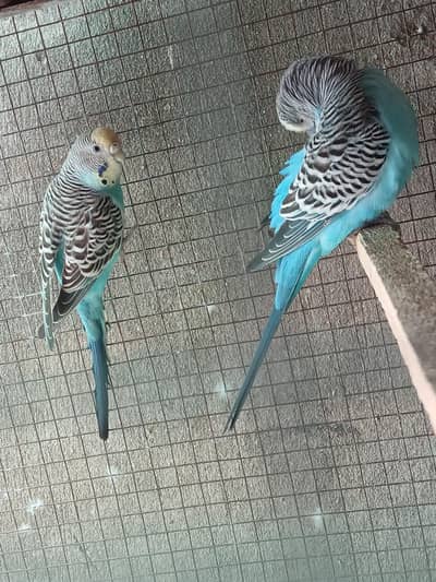Hogoromo X Black wing split breeder pair