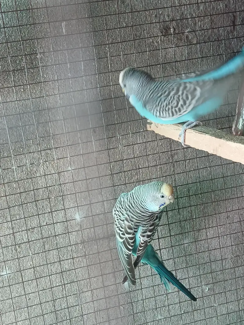 Hogoromo X Black wing split breeder pair — photo 2