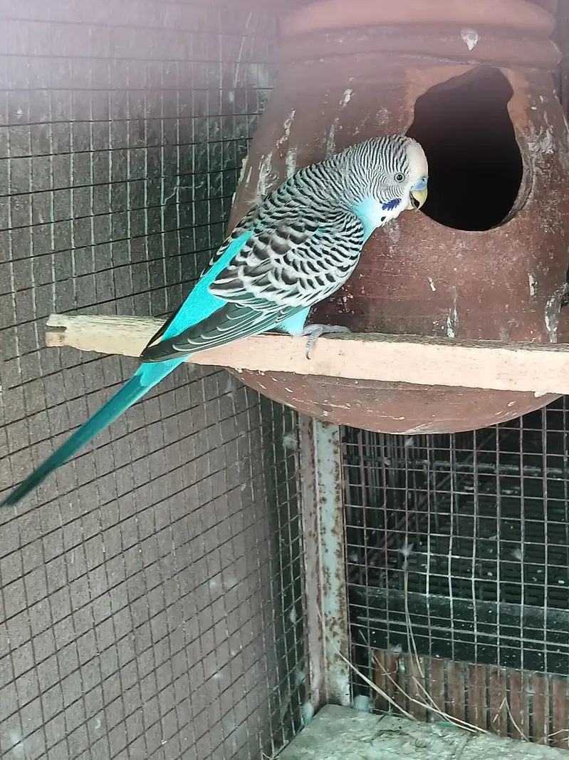 Hogoromo X Black wing split breeder pair — photo 3