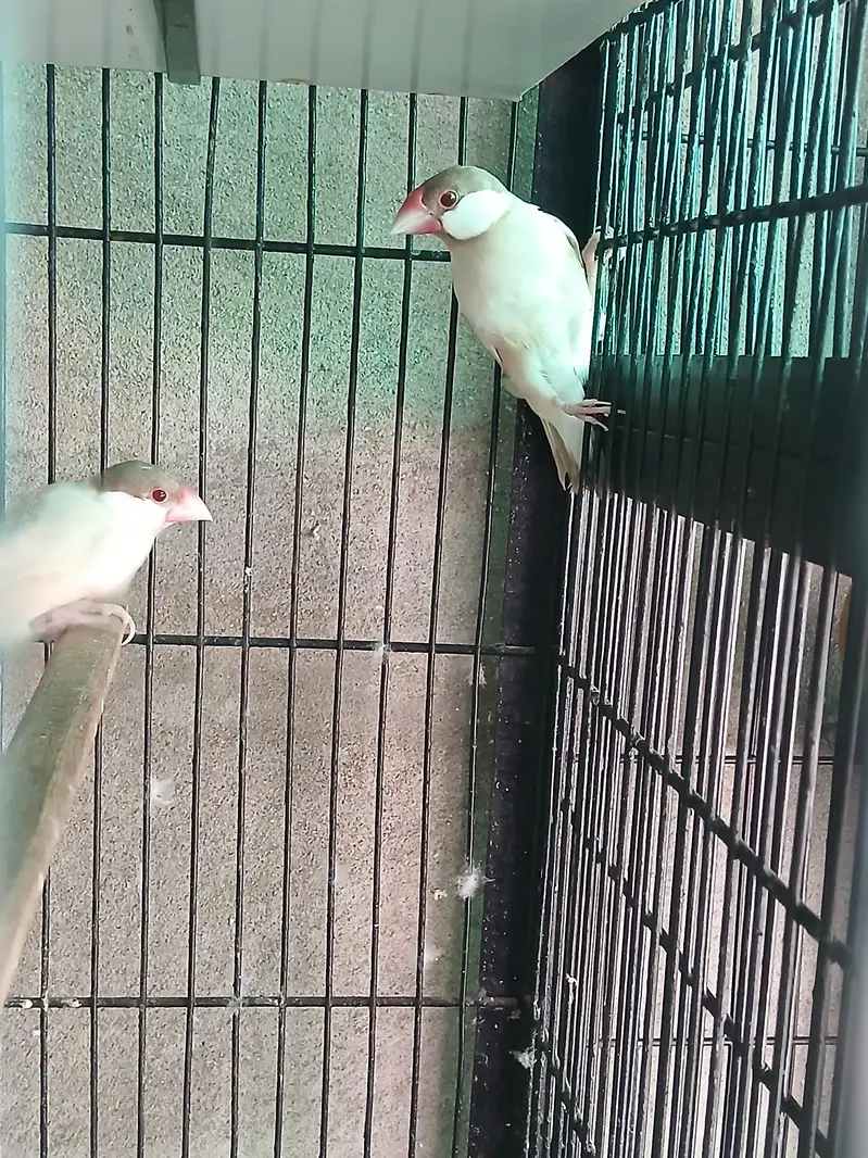 Hogoromo X Black wing split breeder pair — photo 4