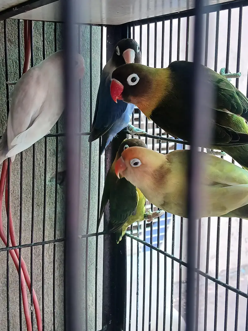 Hogoromo X Black wing split breeder pair — photo 5
