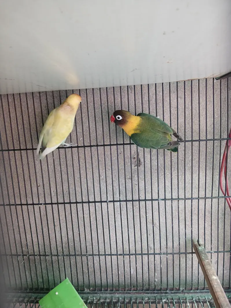 Hogoromo X Black wing split breeder pair — photo 6