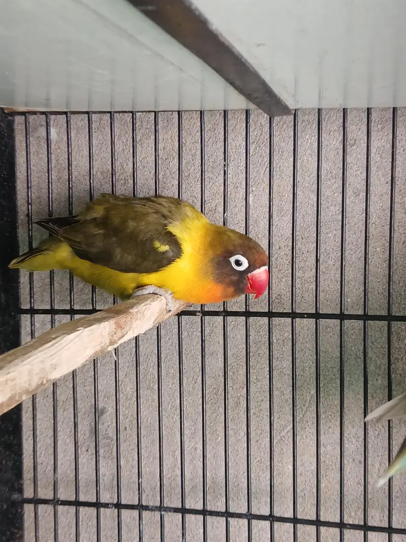 Hogoromo X Black wing split breeder pair — photo 7