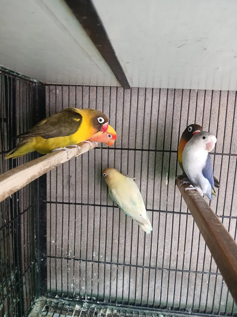 Hogoromo X Black wing split breeder pair — photo 8