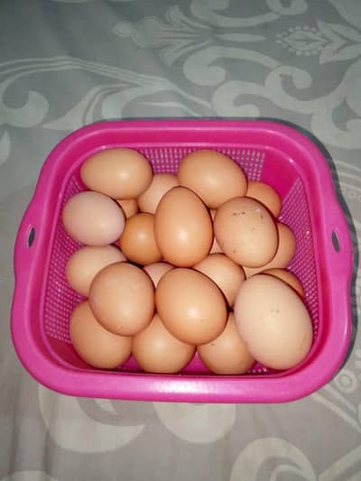 lohman black hens unfertile egg available hain