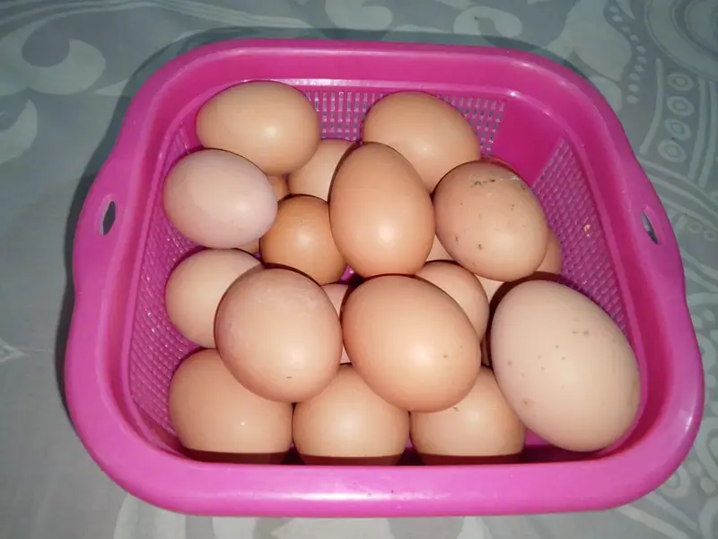 lohman black hens unfertile egg available hain — photo 2