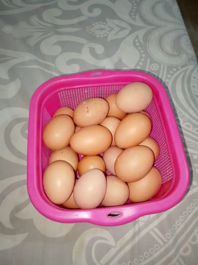 lohman black hens unfertile egg available hain — photo 3