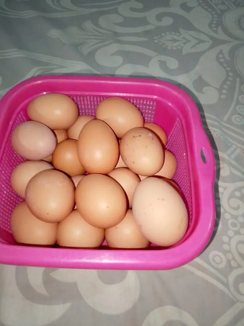 lohman black hens unfertile egg available hain — photo 4