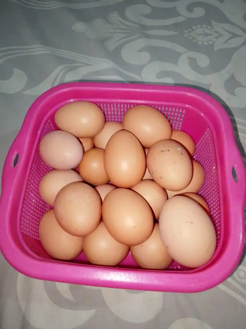 lohman black hens unfertile egg available hain — photo 5
