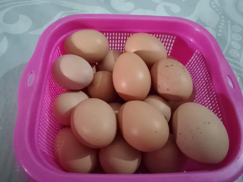 lohman black hens unfertile egg available hain — photo 6