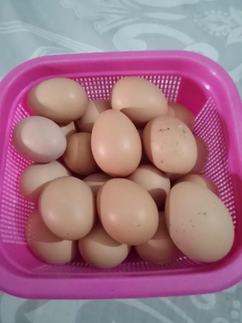 lohman black hens unfertile egg available hain — photo 7