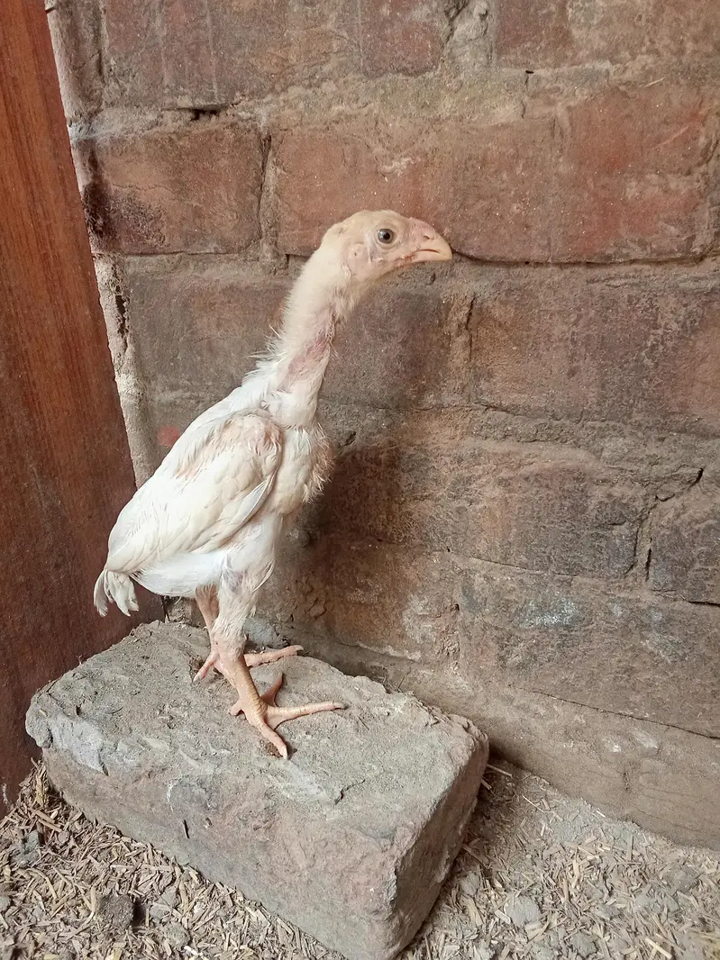 shyamu Shyam — photo 3