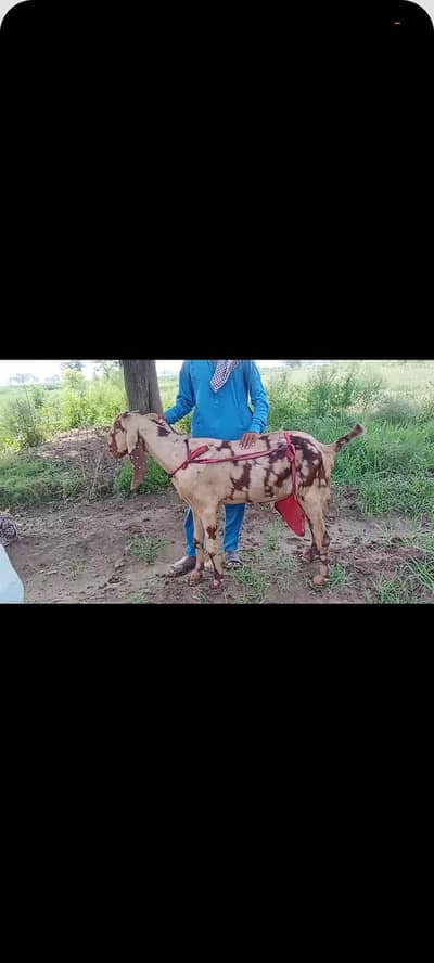 share bakri for sale 18 din ki cross bhai dhood bhi hai