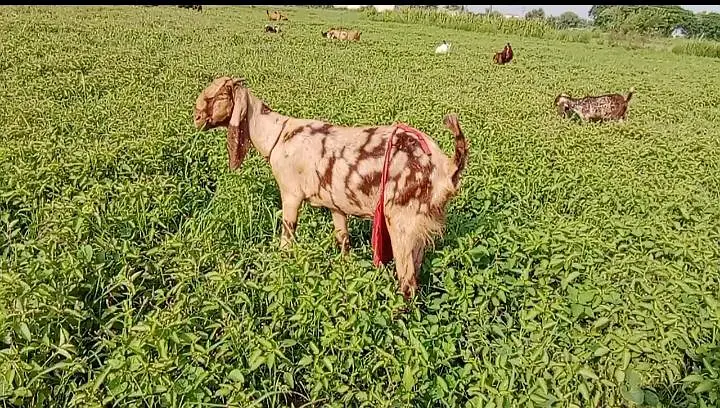 share bakri for sale 18 din ki cross bhai dhood bhi hai — photo 2