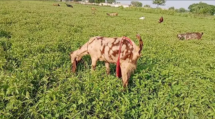 share bakri for sale 18 din ki cross bhai dhood bhi hai — photo 3