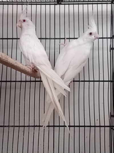 Cocktail Eno Red Eye Breeder Pair