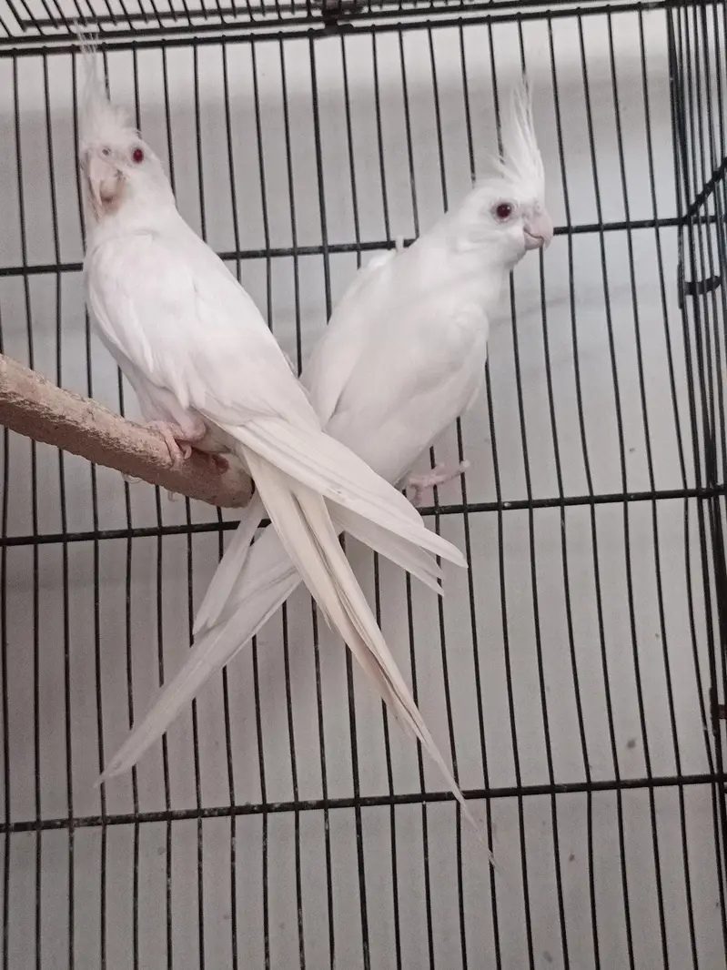 Cocktail Eno Red Eye Breeder Pair — photo 2