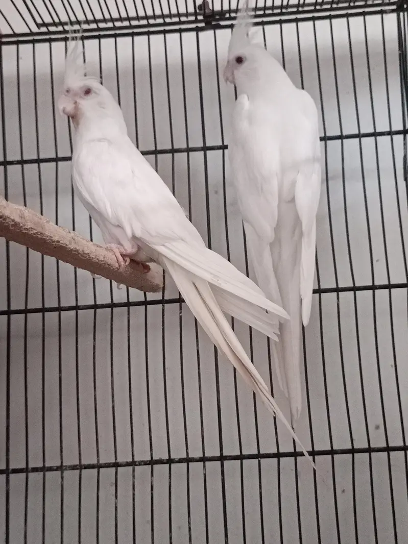 Cocktail Eno Red Eye Breeder Pair — photo 3