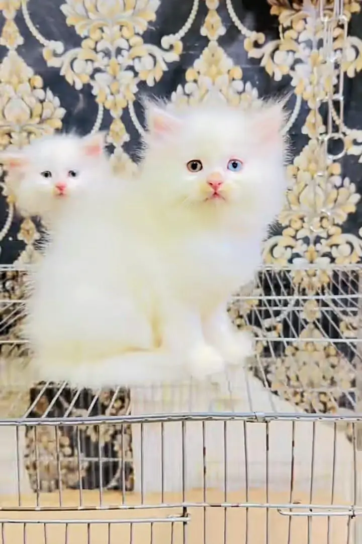 Persian cat and kitten available WhatsAp o34o143oo37 — photo 2