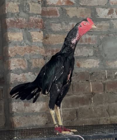 Aseel top class pair for sale frmale one eye hai black colour