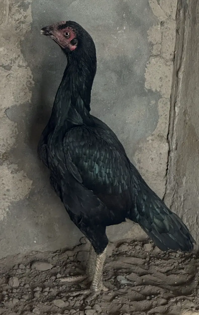 Aseel top class pair for sale frmale one eye hai black colour — photo 2
