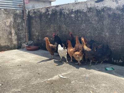 pathiya patha available for sale