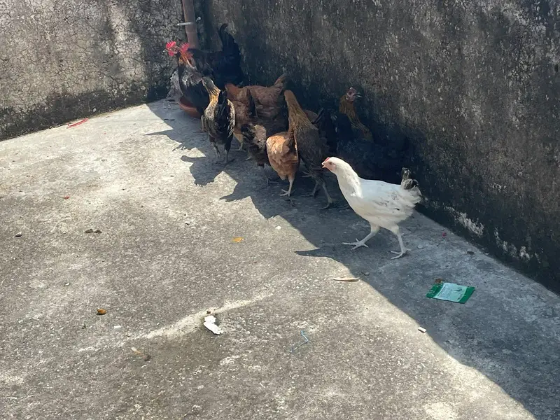 pathiya patha available for sale — photo 2