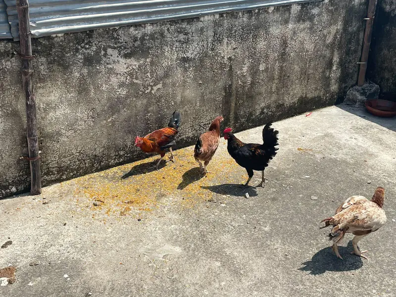 pathiya patha available for sale — photo 3