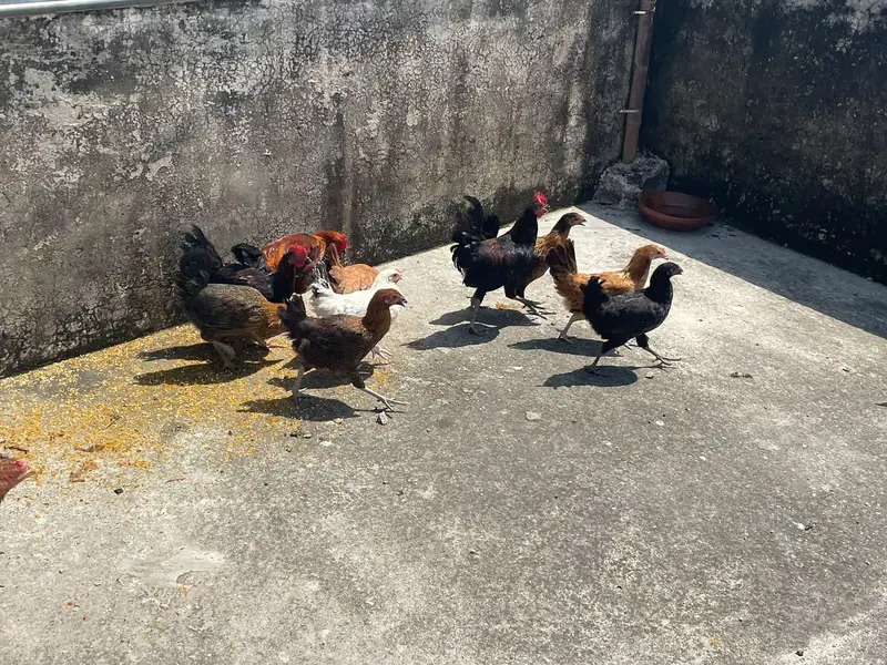 pathiya patha available for sale — photo 4