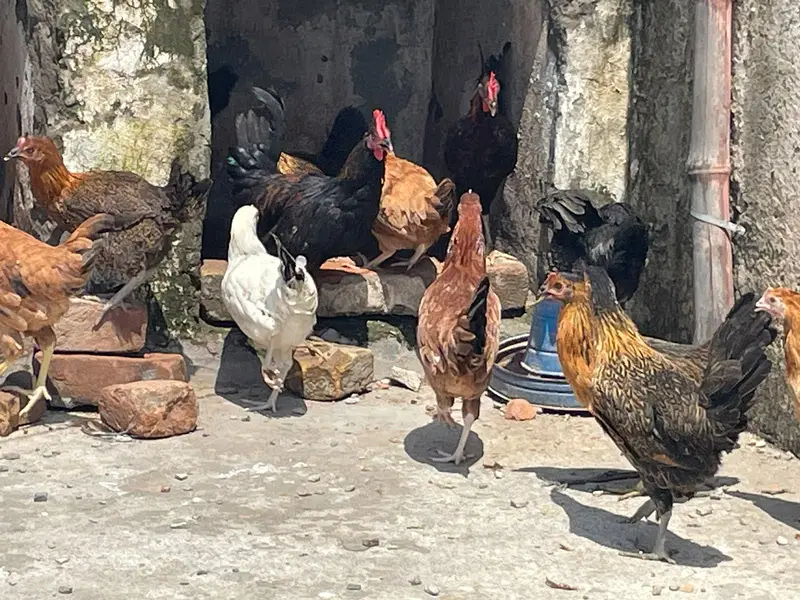 pathiya patha available for sale — photo 6