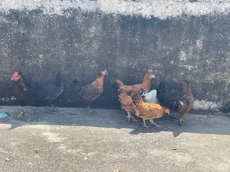 pathiya patha available for sale — photo 7