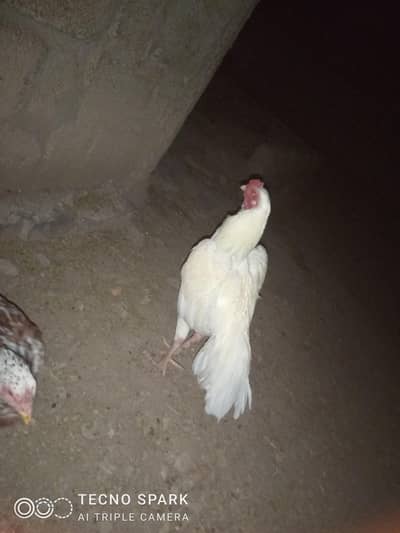 Heera aseel an black china available pathy