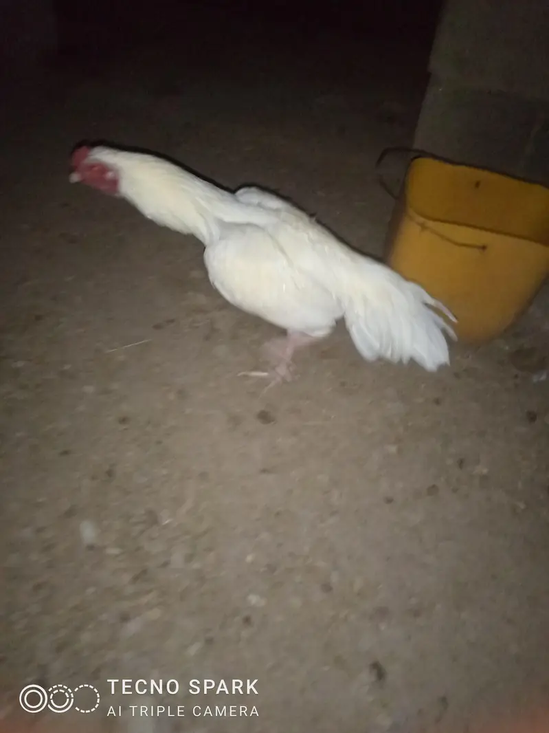 Heera aseel an black china available pathy — photo 2