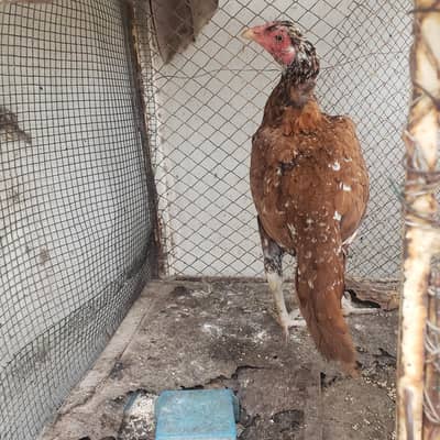 Female Aseel hens