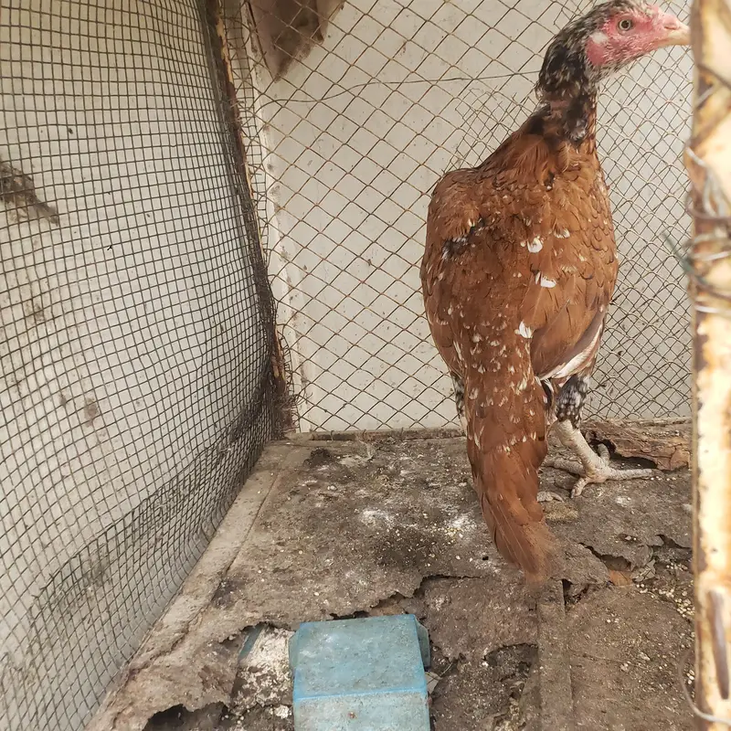 Female Aseel hens — photo 2