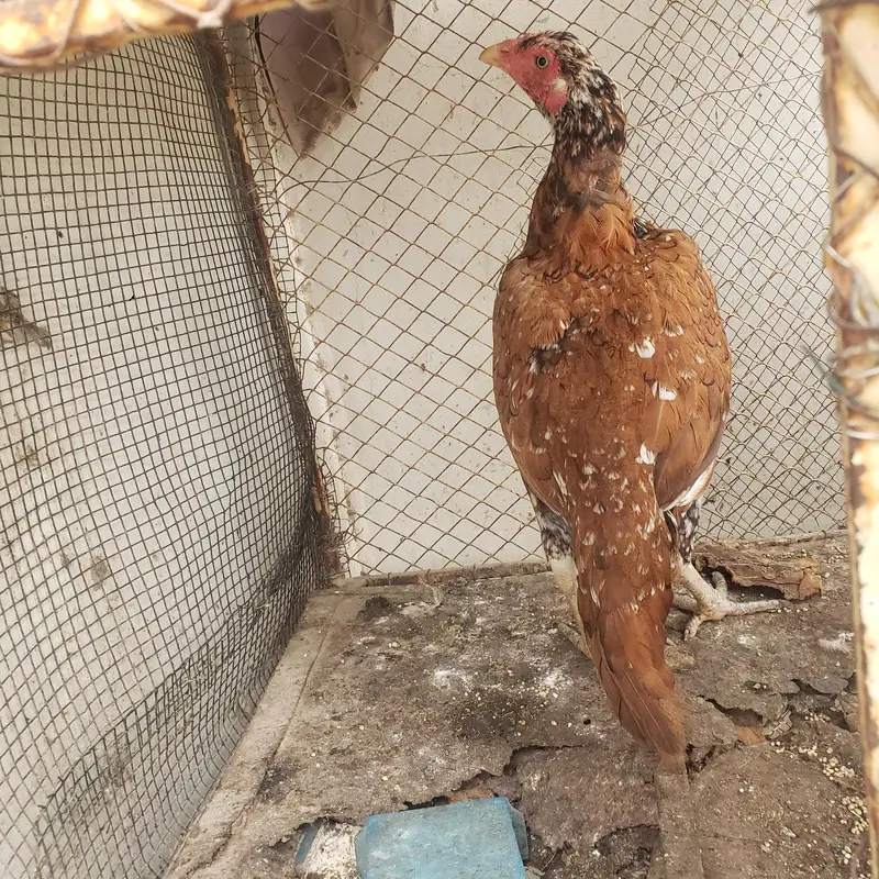 Female Aseel hens — photo 3