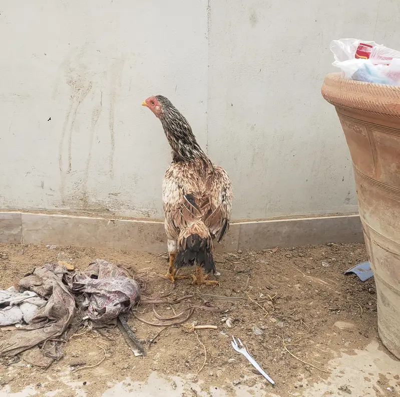 Female Aseel hens — photo 4